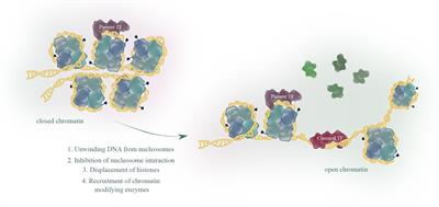 Pioneer factors in viral infection